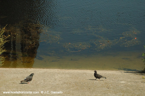 peces-palomas-radiactivos-canal-rio-chernobil