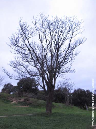 Casa de Campo Invierno Madrid Spain