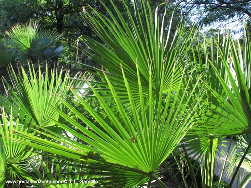 Real Jardin Botanico Madrid Spain Carlos III Villanueva Sabatini