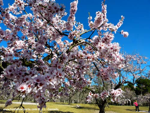 Quinta de los Molinos. Almendros en Flor. Madrid Spain