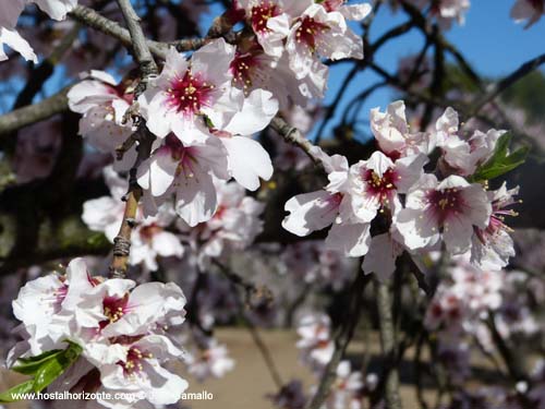 Quinta de los Molinos. Almendros en Flor. Madrid Spain